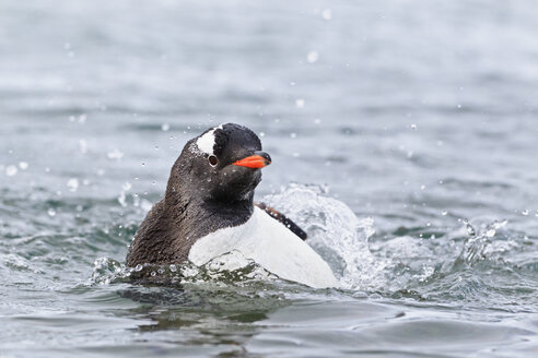 Südatlantik, Antarktis, Antarktische Halbinsel, Gerlache Strait, Eselspinguin beim Baden im Wasser - FOF003052