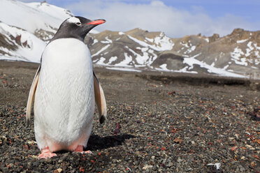 Südatlantik, Antarktis, Antarktische Halbinsel, South Shetland, Deception Island, Whalers Bay, Eselspinguine auf der Insel stehend - FOF003056