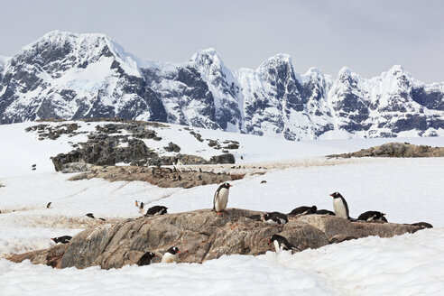 Südatlantik, Antarktis, Antarktische Halbinsel, Gerlache Strait, Eselspinguine auf einem Felsen stehend - FOF003057