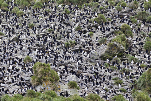 Südatlantik, Vereinigtes Königreich, Britische Überseegebiete, Südgeorgien, Elsehul, Macaroni-Pinguin-Kolonie - FOF003080