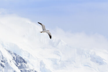 Südatlantik, Antarktis, Antarktische Halbinsel, Gerlache Strait, Seemöwe fliegt in den Himmel - FOF003013