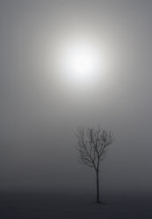 Österreich, Salzkammergut, Mondsee, Kahler Baum im Winter - WWF001866