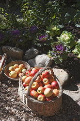 Österreich, Salzburg, Flachau, Weidenkorb voll mit Äpfeln im Bauerngarten - HHF003507