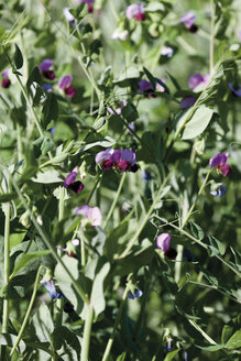 Peas plant in feld - CSF014779