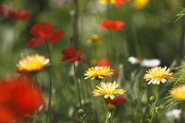 Germany, Pot marigold in garden - SIEF000555