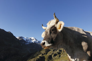 Austria, Tyrol, Oetztal Alps, Cow in kaunertal valley - SIEF000578