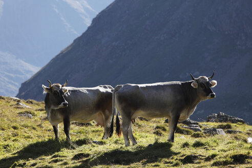 Österreich, Tirol, Ötztaler Alpen, Kühe im Kaunertal - SIEF000583