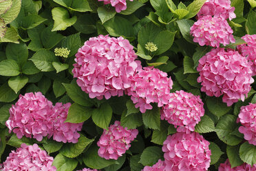 Österreich, Großblättrige Hortensie in Gartenanlage, Nahaufnahme - SIEF000561