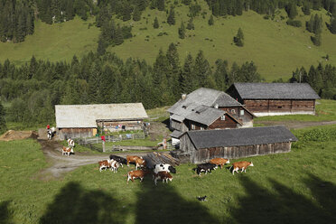 Austria, Salzburg, Cattle grazing on meadow - SIEF000560