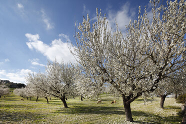 Spanien, Balearische Inseln, Mallorca, Schafe grasen an blühenden Mandelbäumen - SIEF000626