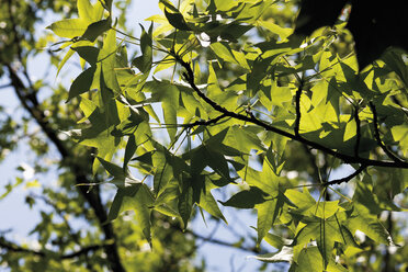 Germany, View of american sweetgum, close up - CSF014826