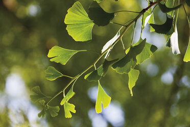 Ginko-Baum, Nahaufnahme - CSF014821