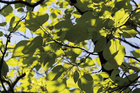 Indischer Bohnenbaum, Nahaufnahme - CSF014817