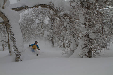 Japan, Hokkaido, Rusutsu, Mann beim Skifahren durch Bäume, lizenzfreies Stockfoto