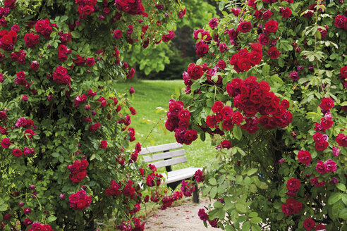Germany, View of rose garden - CSF014855