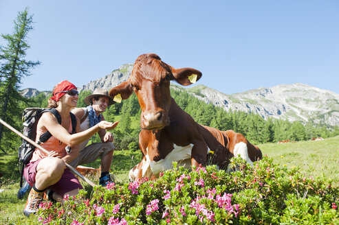 Austria, Salzburg Country, Altenmarkt-Zauchensee, Young couple hiking in mountains of Niedere Tauern, woman feeding cow - HHF003569