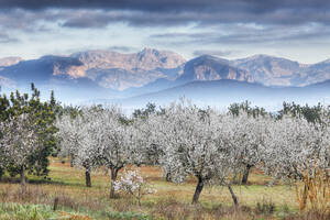 Spanien, Balearische Inseln, Mallorca, Blick auf Mandelbäume mit Bergen im Hintergrund - SIEF000642