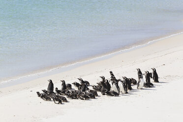 Südatlantik, Vereinigtes Königreich, Britische Überseegebiete, Ost-Falkland, Falklandinseln, Falklands, Stanley, Port Stanley, Zügelpinguine in der Gypsy Cove - FOF003207