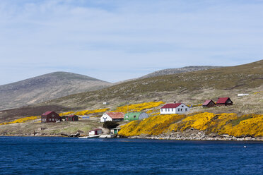 South Atlantic, West Falkland, Falkland Islands, Falklands, View of buildings and ulex europaeus on new island - FOF003210