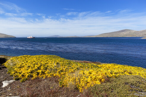 Südatlantik, West Falkland, Falklandinseln, Falklands, New Island, Blick auf Ulex europaeus-Blüten mit Kreuzfahrtschiff im Hintergrund - FOF003227