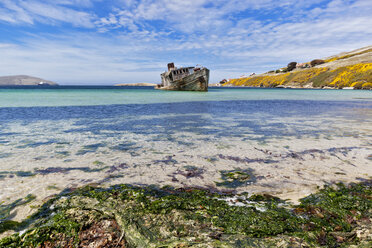 Südatlantik, West Falkland, Falklandinseln, Falklands, New Island, Blick auf Schiffswrack im Meer - FOF003229