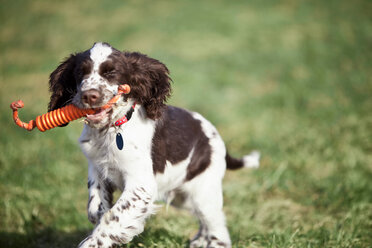 Deutschland, Bayern, Englischer Springer Spaniel auf Gras - MAEF003191