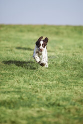 Deutschland, Bayern, Englischer Springer Spaniel auf Gras - MAEF003190