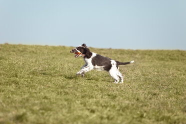 Deutschland, Bayern, Englischer Springer Spaniel auf Gras - MAEF003185