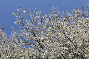 Niederösterreich, Blühender Kirschbaum gegen Himmel - SIEF000707