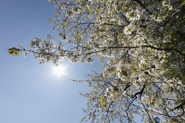 Lower Austria, Blooming cherry tree against sky - SIEF000708