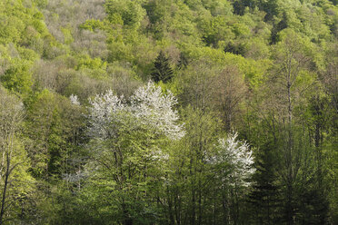 Austria, Lower Austria, Waldviertel, Kamp valley, View of spring forest - SIEF000709