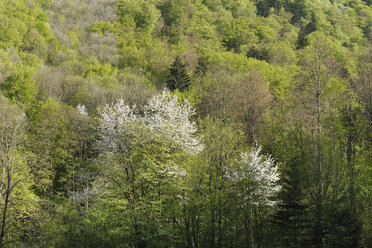 Österreich, Niederösterreich, Waldviertel, Kamptal, Blick in den Frühlingswald - SIEF000709