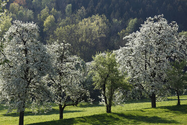 Österreich, Niederösterreich, Waldviertel, Mostviertel, Blühende Birnbäume - SIEF000713