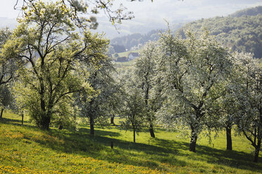 Österreich, Niederösterreich, Waldviertel, Mostviertel, Neuhofen an der Ybbs, Blühende Birnbäume - SIEF000714