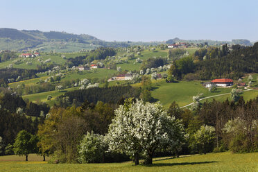 Österreich, Niederösterreich, Waldviertel, Mostviertel, Biberbach, Blick auf blühende Birnbäume - SIEF000716