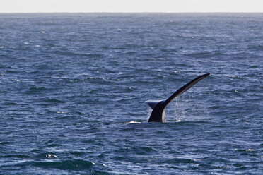 Südatlantik, Ansicht der Schwanzflosse eines Südlichen Glattwals im Meer - FOF003282