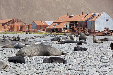 Südatlantik, Vereinigtes Königreich, Britische Überseegebiete, Südgeorgien, Stromness, Antarktische Pelzrobben in der Nähe einer ehemaligen Walfangstation - FO003297