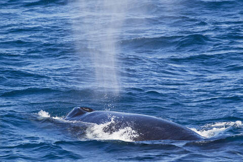 Südatlantik, Ansicht eines Finnwals, der Wasser versprüht, lizenzfreies Stockfoto