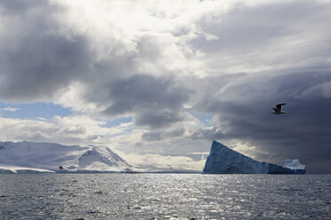 South Atlantic Ocean, Antarctica, South Shetland Islands, View of iceberg in front of Elephant Island and seagull flying over sea - FOF003240