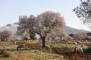 Spanien, Balearische Inseln, Mallorca, Santanyi, Blühende Mandelbäume (Prunus dulcis) mit Schafen - SIEF000719