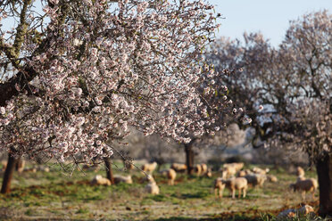 Spanien, Balearische Inseln, Mallorca, Santanyi, Blühende Mandelbäume (Prunus dulcis) mit Schafen - SIEF000720