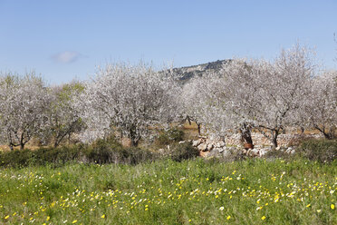 Spanien, Balearische Inseln, Mallorca, Santanyi, Blühende Mandelbäume - SIEF000732