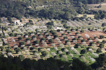 Spain, Balearic Islands, Majorca, Felanitx, Blossoming almond trees and other trees from castell de santueri - SIEF000735