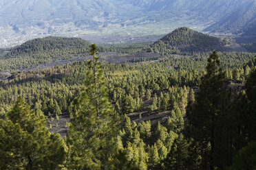 Spanien, Kanarische Inseln, La Palma, Blick auf Kiefernwald - SIEF000755