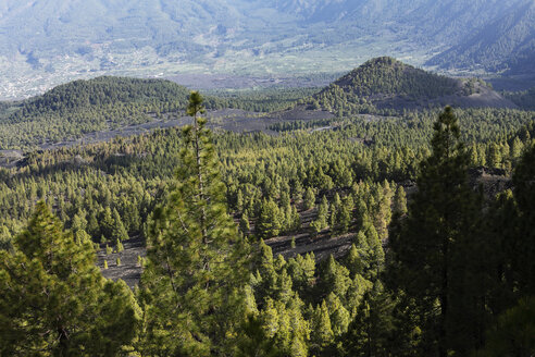 Spanien, Kanarische Inseln, La Palma, Blick auf Kiefernwald - SIEF000755