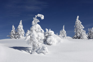 Germany, Bavaria, Upper Bavaria, Garmisch-Partenkirchen, View of snowy spruces on wank mountain - SIEF000847