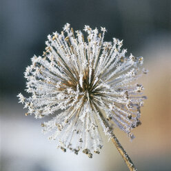 Close-up of hoarfrost inflorescence flower - WBF000836