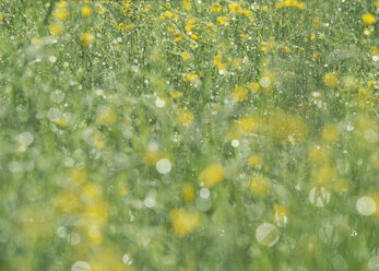 Germany, View of yellow flowers field - WBF000851