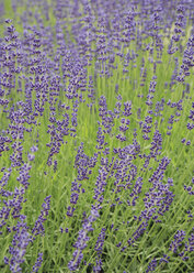 Frankreich, Provence, Blick auf ein Lavendelfeld - WBF000852
