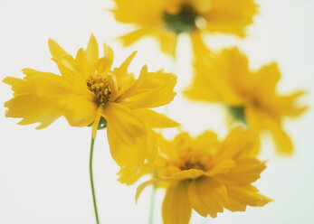Yellow coreopsis flower against white background - WBF000880